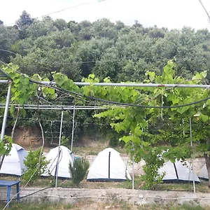 Jungle In Campo de lujo Borsh